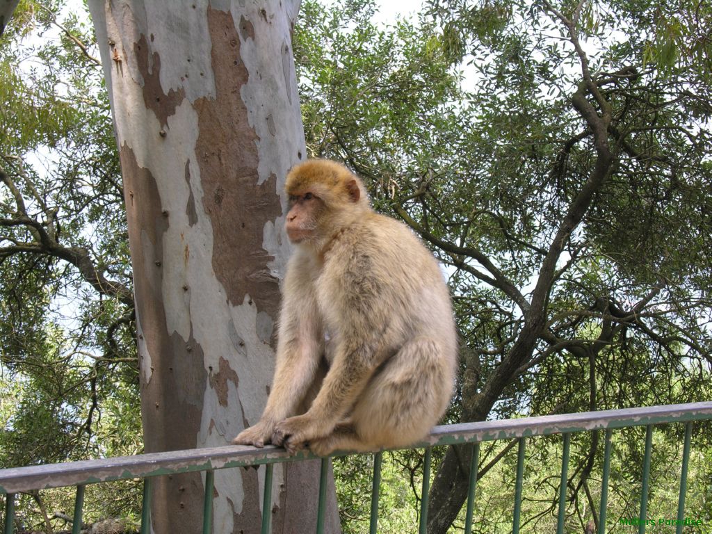 Gibraltar